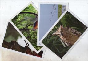 10 Pcs.  Bd Post Card on Birds with Folder