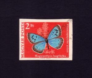 Hungary Large Blue Butterfly Imperf Stamps 1969, Used