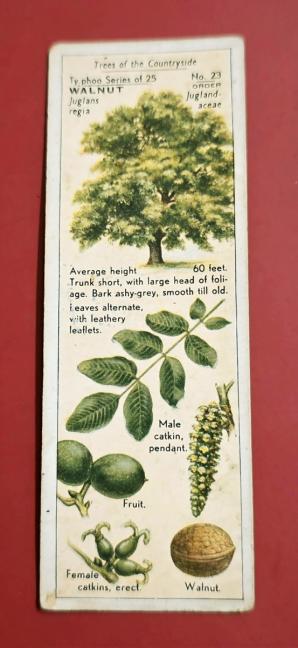 Advertisement Info Cards : Walnut Tree - 1930s Typoo Tea Card - Size 10x3.5 cm