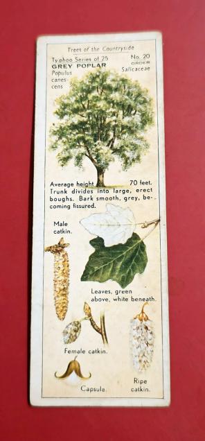 Advertisement Info Cards : Grey Poplar Tree - 1930s Typoo Tea Card - Size 10x3.5 cm